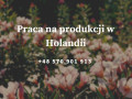 stroiki-kwiatowe-w-holandii-z-klaver-team-pracownik-fizyczny-small-0