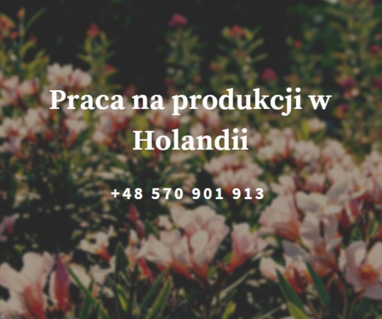 stroiki-kwiatowe-w-holandii-z-klaver-team-pracownik-fizyczny-big-0