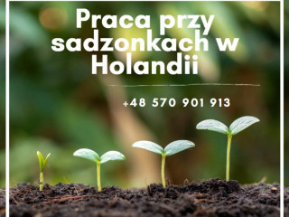 Szkółka roślin- praca w Holandii- OD ZARAZ