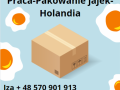 pakowanie-jajek-holandia-wymagane-prawo-jazdy-kat-b-small-0