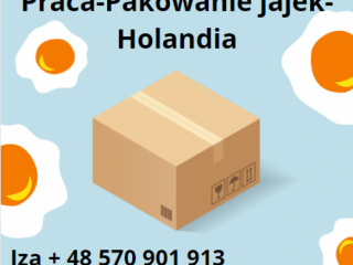 Pakowanie jajek- Holandia - wymagane prawo jazdy kat. B
