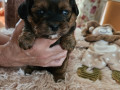 2-suczki-maltipoo-small-0