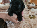 2-suczki-maltipoo-small-2