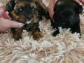 2-suczki-maltipoo-small-3