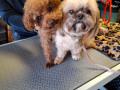 2-suczki-maltipoo-small-1
