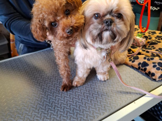 2 suczki maltipoo