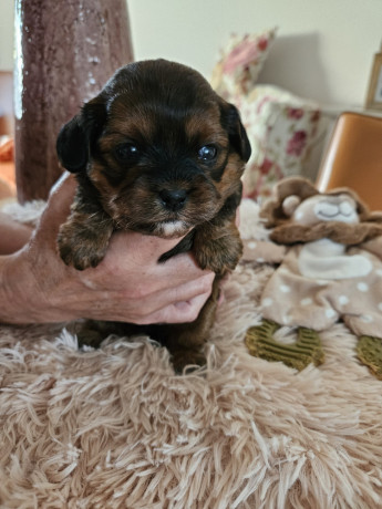 2-suczki-maltipoo-big-0