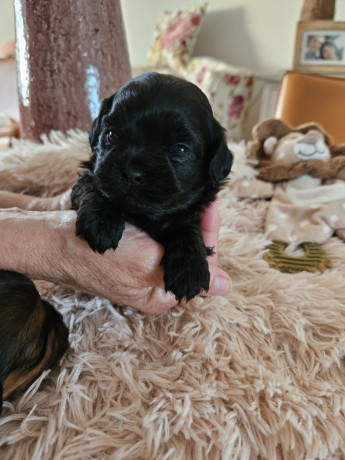 2-suczki-maltipoo-big-2