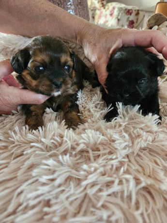 2-suczki-maltipoo-big-3