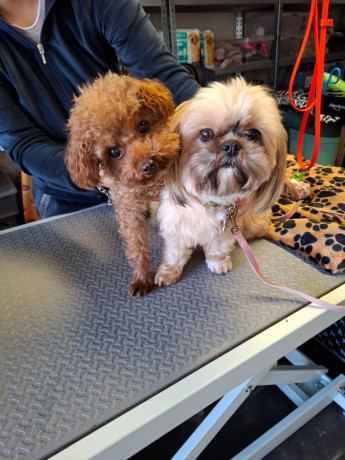 2-suczki-maltipoo-big-1