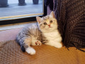 kocieta-brytyjskie-krotkowlose-small-2