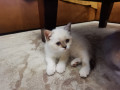 kocieta-brytyjskie-krotkowlose-small-3
