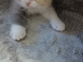 kocieta-brytyjskie-krotkowlose-small-0