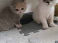 kocieta-brytyjskie-krotkowlose-small-1