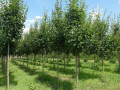 szkolka-lesna-holandia-small-0
