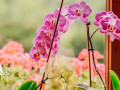 praca-w-holandii-hodowla-orchidea-small-0