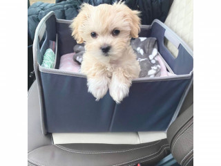 Słodkie szczenięta rasy Maltipoo, hodowane w domu