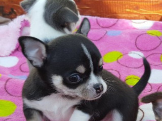Szczeniaki chihuahua bardzo kochające