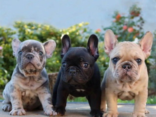 Super French Bulldog puppies for sale