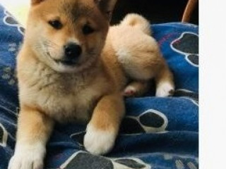 Szczeniaki Shiba Inu
