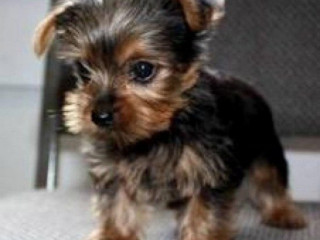 Dobre szczenięta Yorkshire terrier