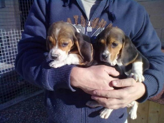 Szczeniaki beagle udomowione