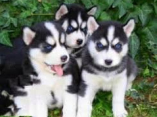 Szczeniaki syberyjskiego husky
