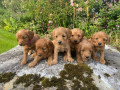 szczenieta-cockapoo-miot-samcow-i-samic-small-0
