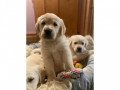 szczenieta-golden-retriever-small-3