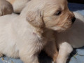 szczenieta-golden-retriever-small-1
