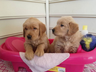 Szczenięta Golden Retriever