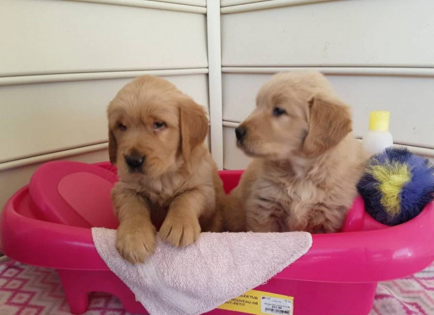 szczenieta-golden-retriever-big-0