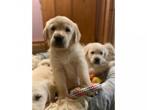szczenieta-golden-retriever-big-3
