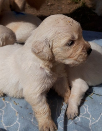 szczenieta-golden-retriever-big-1