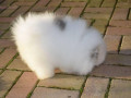 szczenieta-rasowe-pomeraniana-small-0