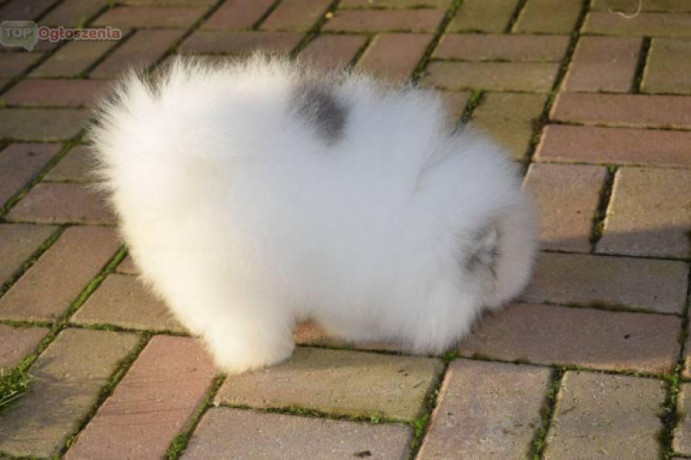 szczenieta-rasowe-pomeraniana-big-0