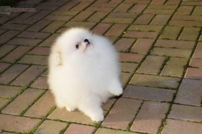 szczenieta-rasowe-pomeraniana-big-3