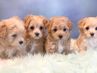 Słodkie szczenięta rasy maltipoo, hodowane w domu