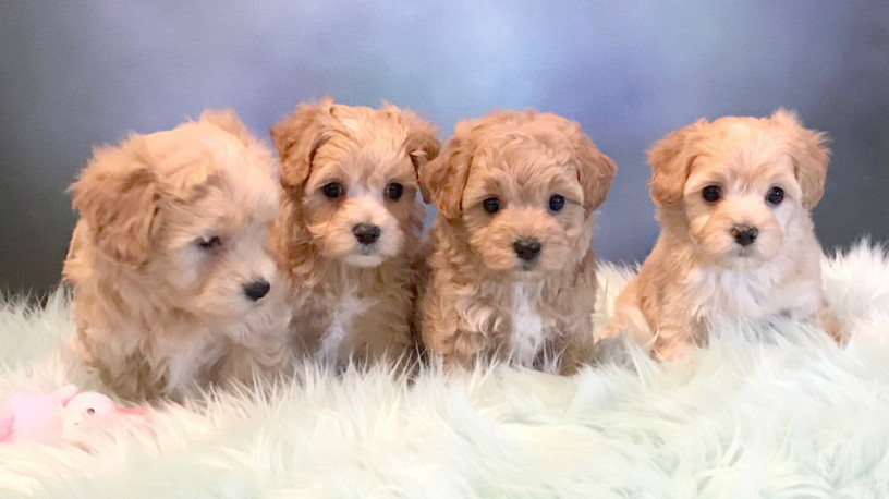 slodkie-szczenieta-rasy-maltipoo-hodowane-w-domu-big-0