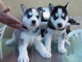 siberiche-puppys-te-koop-small-0