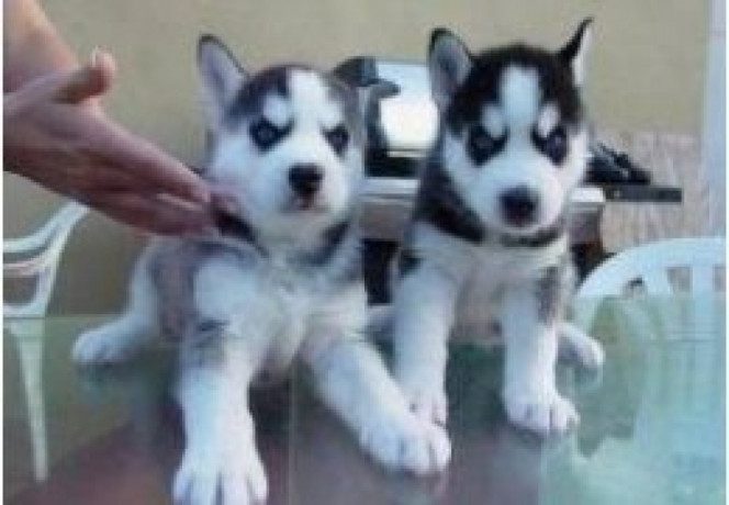 siberiche-puppys-te-koop-big-0