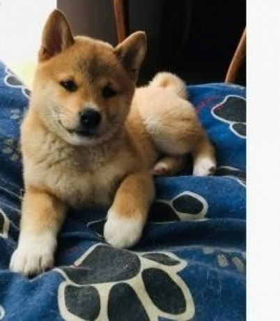 shiba-inu-puppy-om-weg-te-geven-big-0