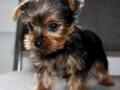 rasechte-kleine-theekopje-yorkie-puppys-small-0
