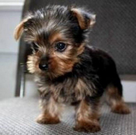 rasechte-kleine-theekopje-yorkie-puppys-big-0