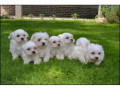 geregistreerde-maltese-puppy-small-0