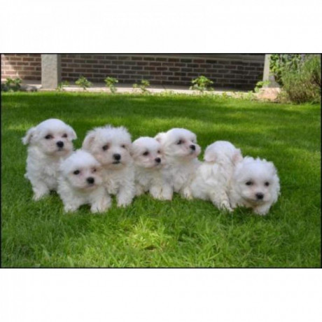 geregistreerde-maltese-puppy-big-0