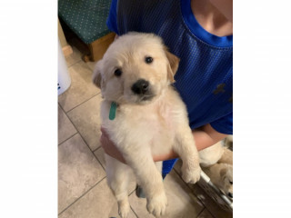 Kc Geregistreerde Labrador Puppies