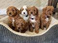 cockapoo-puppys-nest-van-mannetjes-en-vrouwtjes-small-0