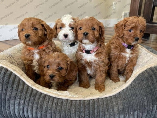 Cockapoo-puppy's, nest van mannetjes en vrouwtjes.