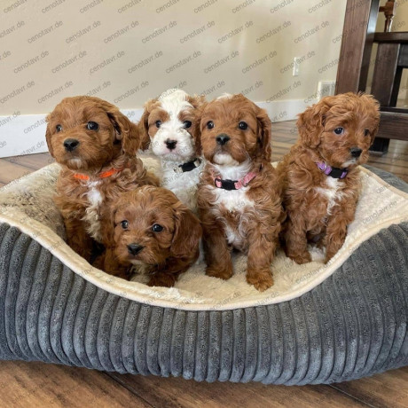 cockapoo-puppys-nest-van-mannetjes-en-vrouwtjes-big-0